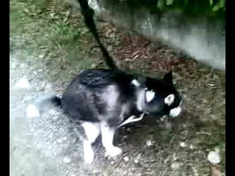 giro giro tondo prima dei bisogni