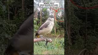Download lagu Mikat Burung Kutilang #kutilangmania mp3