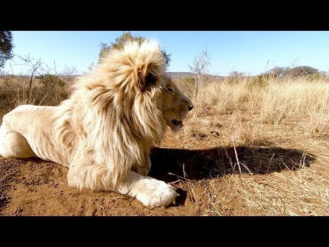 Meet The Characters: Thor, Charlie, Jubari, Neige, Ndira and Lola | The Lion Whisperer