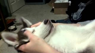 Husky massage