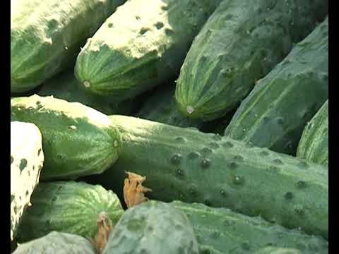 В Курской области врио губернатора попробовал продукцию &laquo;Курчатовских теплиц&raquo;