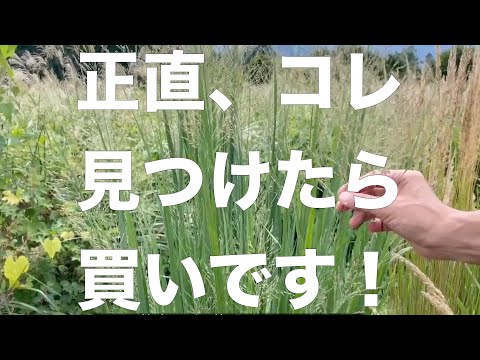 ゼブラグラス、ポーキュパイングラス 植物