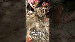 Download lagu Harimau Sumatera | Harimau Asli Indonesia mp3