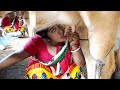 Milking Cow Milking Vlog