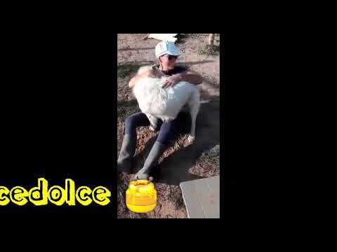 Pastore Maremmano maschi in regalo