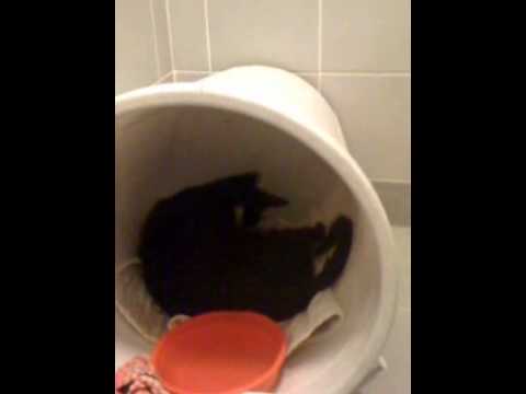 mostafa cat delivered today 1.