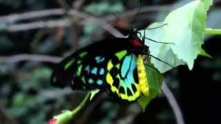 Magic Wings Butterfly Conservatory
