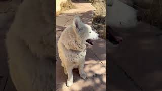 Video preview image #1 Siberian Husky Puppy For Sale in Cedar Crest, NM, USA