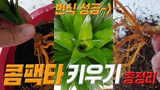 콤팩타 키우기 제1화 