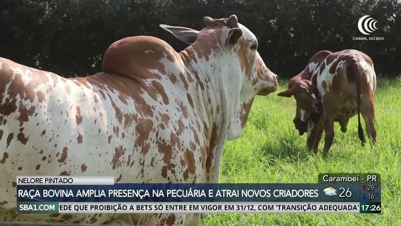 Nelore pintado amplia presença na pecuária e atrai novos criadores