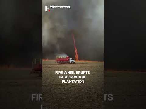 Watch:  "Firenado" Swirls Across Burning Field in Brazil | Subscribe to Firstpost | N18G