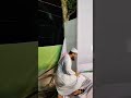 Hafizur Rahman Siddiki Waz 26 10 2024 Shorts Foryou Waz