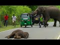 When Elephants Get Angry Vehicle Attack Compilation
