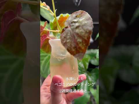 コップ一杯の水で挿し木をするにはどうすればよいですか？水から取れる植物は何ですか?  庭園