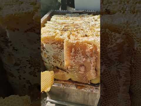 Bees that have bred beehives cut to size #honeybeesting #honey #beekeeping #vlong