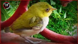 Download lagu Suara Anakan Burung Pleci Untuk Pikat mp3 Download lagu Suara Anakan Burung Pleci Untuk Pikat mp3