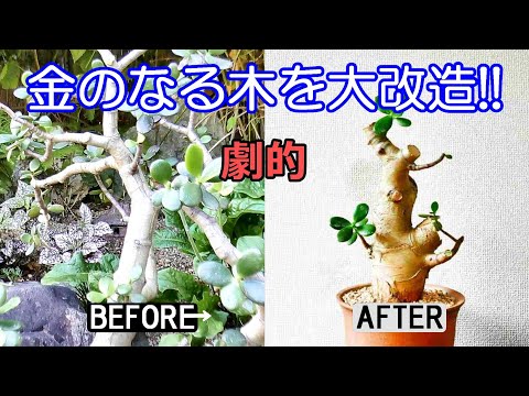 金のなる木を盆栽として育てる: これが仕組みです 植物