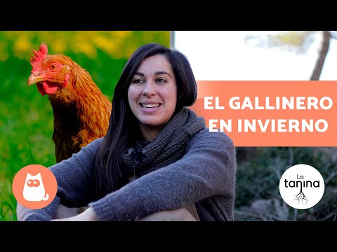, title : 'Cómo PROTEGER a las GALLINAS del FRÍO 🐔❄️ | CUIDADOS del GALLINERO en INVIERNO'