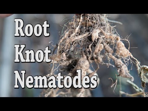 , title : 'How to kill Root knot Nematodes no dig'