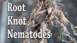 How to kill Root knot Nematodes no dig
