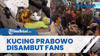 Kucing Presiden Meriahkan Petfest Indonesia! Antusias Tinggi Penggemar Bertemu Bobby Kertanegara