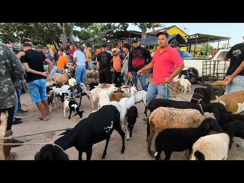 FEIRA DE ANIMAIS DE ITABAIANA-PB DISTRITO CARIATÁ BODE OVELHA CABRAS 30/11/2025