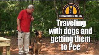 Traveling with dogs and getting them to Pee ON COMMAND
