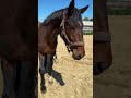 Magnifique KWPN CSO/CCE/DRESSAGE