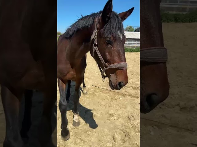 Magnifique KWPN CSO/CCE/DRESSAGE