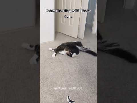 Skunks have a tough attitude.#skunk #skunks #funnyanimals #funnypets