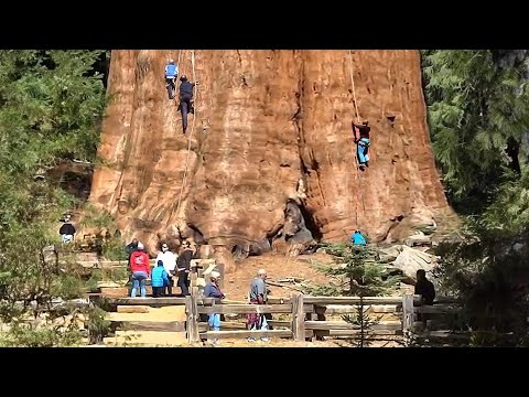 The Biggest Tree on Earth is Bigger Than Your Imagination