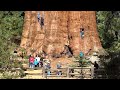 The Biggest Tree On Earth Is Bigger Than Your Imagination