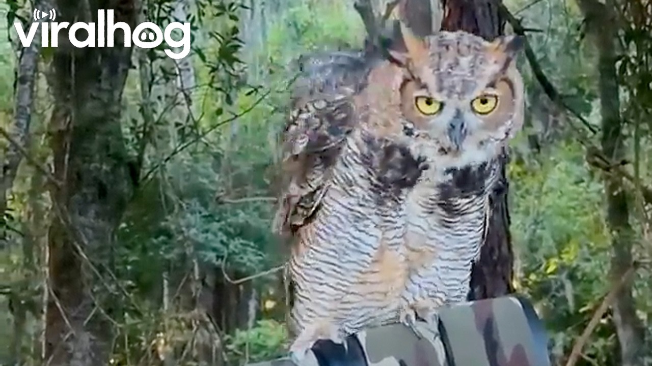 Owl Perched on Camo Camera || ViralHog