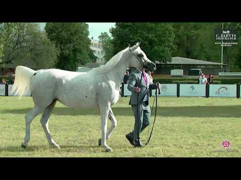 N 32 ECHO BEY ASILA   Sopot Arabian Horse Show 2023   Senior Female Section B Class 3B
