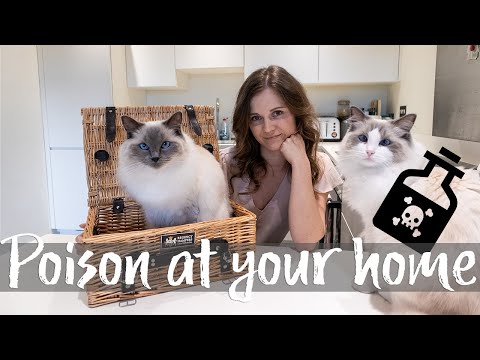 Poisonous to cats ?! Dangerous items in your home | Ragdolls Pixie and Bluebell