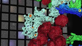 Dj Zubis Corona Virus Music mp3 Gratis - Music Video Tv Radio Zone