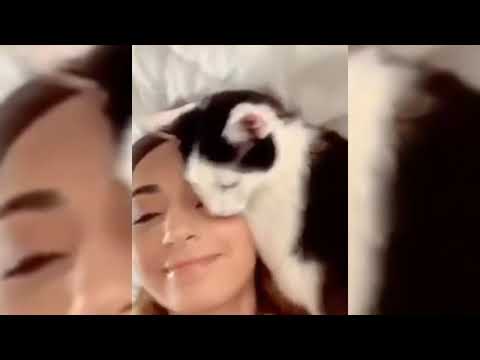 Angry Cat 😾😾 Cats Videos Funny #5 Compilation