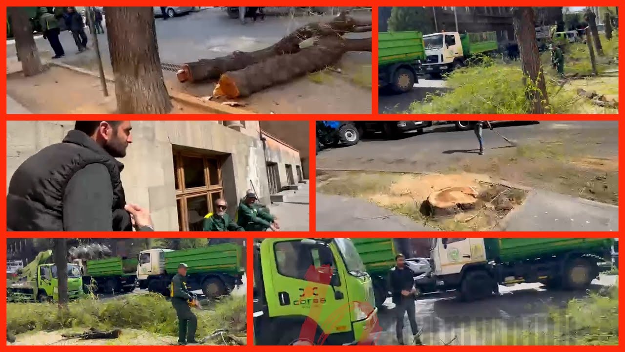 Քաղաքապետարանի աշխատակիցները կտրում են կառավարության շենքի տարածքի ծառերը