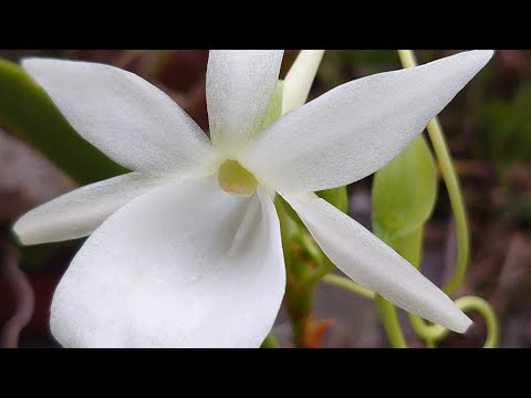 Angraecum Veitchii (園芸雑種)
