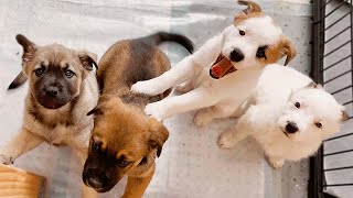 I Got Sad News About My Foster Puppies...