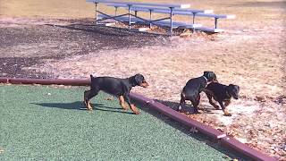 Video preview image #1 Doberman Pinscher Puppy For Sale in MARSHFIELD, MA, USA