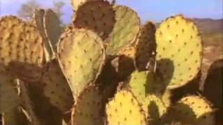 Richmond Fontaine - A Ghost I Became