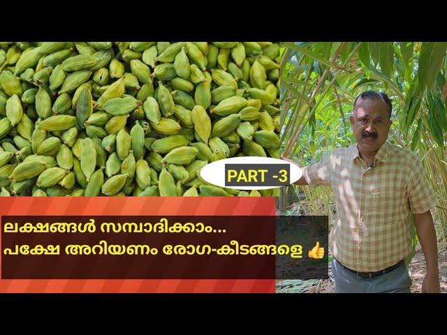 അറിഞ്ഞ് ഇറങ്ങിയാൽ ഏലം കൃഷിയിൽ നൂറുമേനി 3