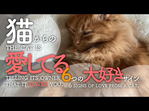 In fact, the cat is telling its owner that it likes you. 6 signs of love from a cat.