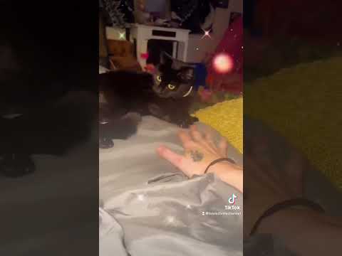 Conscious people and their pets explained #shorts #tiktok #viral #love #fyp #ascension #animals