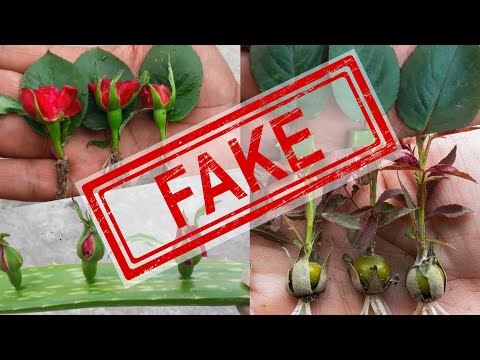 , title : 'Professional Grower Exposes Fake Rose Propagation Videos'
