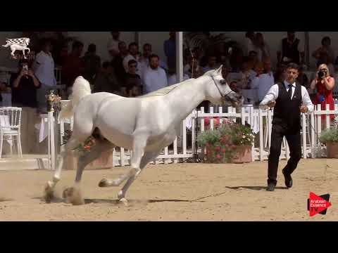 N.147 SHANGHAI EA - Menton 2019