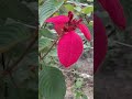 Suno To Jara Fulo Ki Badi Susscribe Youtube Musunda Flowers