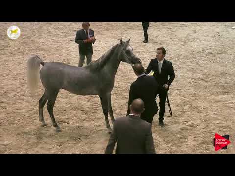 N.41 FRASERA MONIET - SEWC 2019 - 2 Years Old Colts (Class 5)