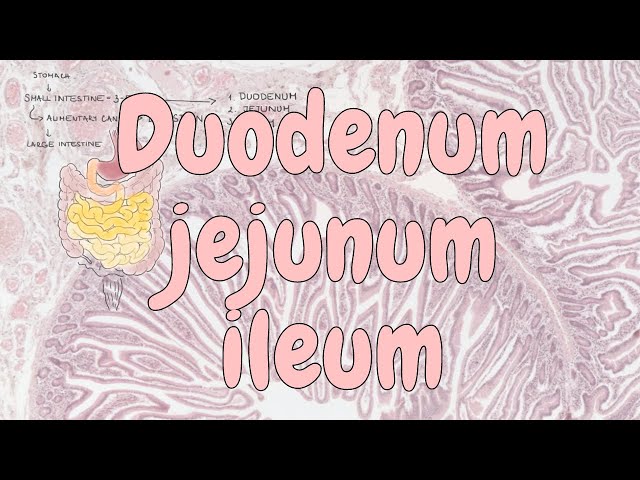 Pronúncia de vídeo de Lieberkuhn em Inglês